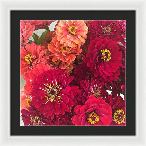 Peach and Pink Zinnias - Framed Print