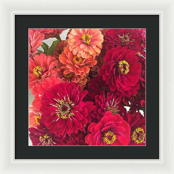 Peach and Pink Zinnias - Framed Print