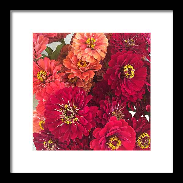 Peach and Pink Zinnias - Framed Print