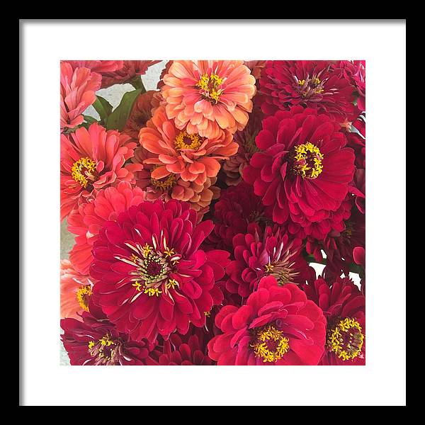 Peach and Pink Zinnias - Framed Print