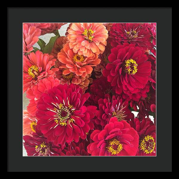 Peach and Pink Zinnias - Framed Print