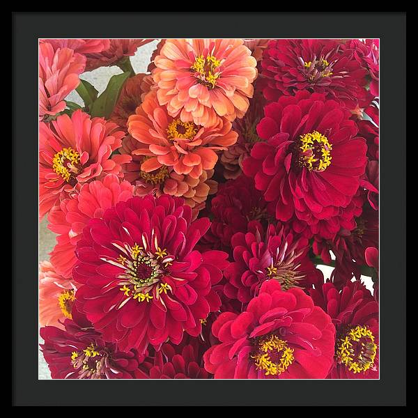 Peach and Pink Zinnias - Framed Print