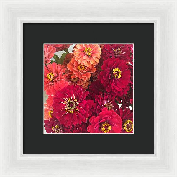 Peach and Pink Zinnias - Framed Print