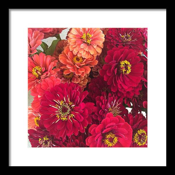 Peach and Pink Zinnias - Framed Print