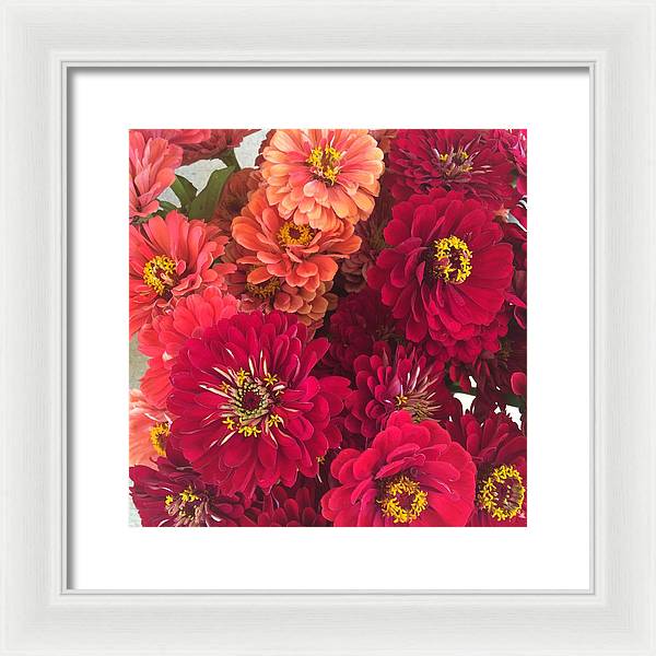 Peach and Pink Zinnias - Framed Print