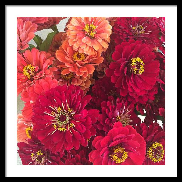 Peach and Pink Zinnias - Framed Print