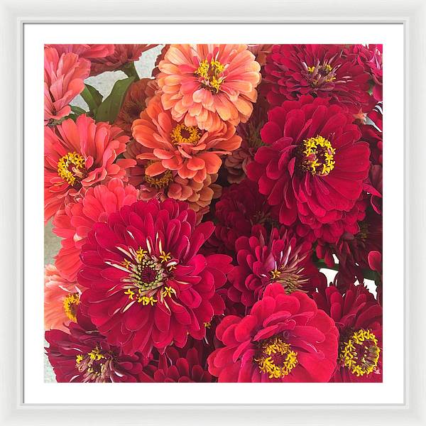 Peach and Pink Zinnias - Framed Print