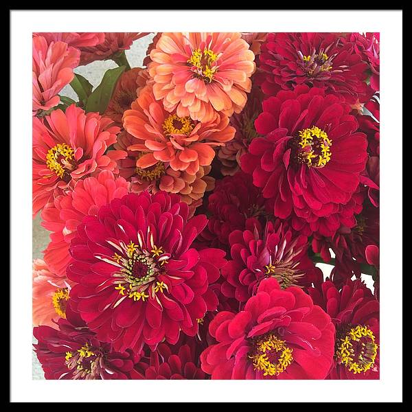 Peach and Pink Zinnias - Framed Print