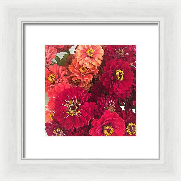 Peach and Pink Zinnias - Framed Print