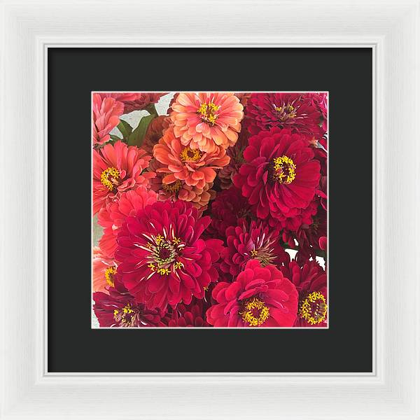 Peach and Pink Zinnias - Framed Print