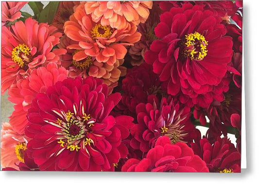 Peach and Pink Zinnias - Greeting Card