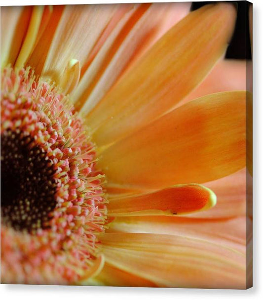 Peach Daisy Sideview - Canvas Print