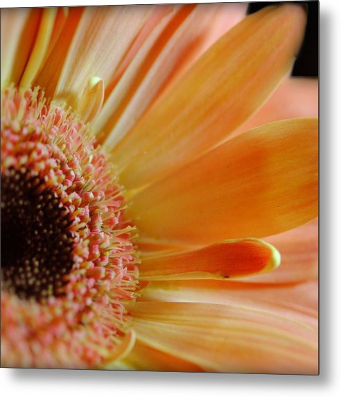 Peach Daisy Sideview - Metal Print