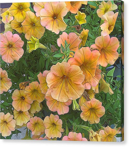 Peach Petunias - Canvas Print