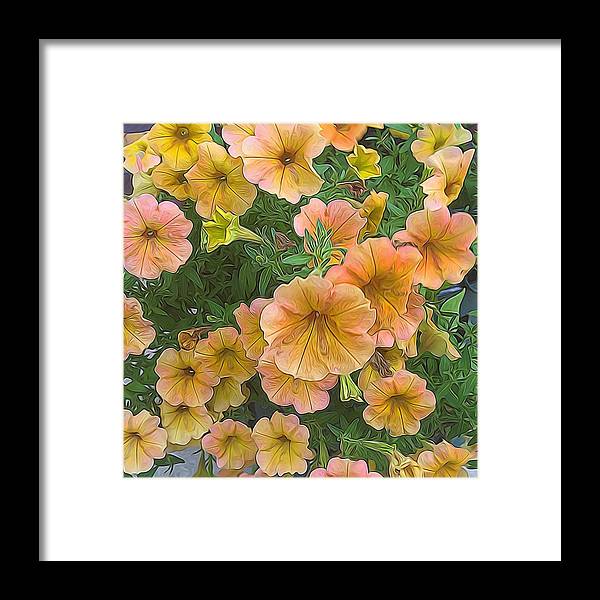 Peach Petunias - Framed Print