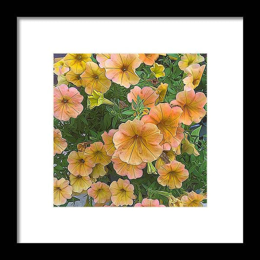 Peach Petunias - Framed Print
