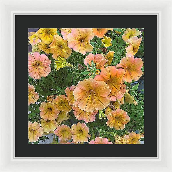 Peach Petunias - Framed Print