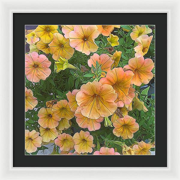 Peach Petunias - Framed Print