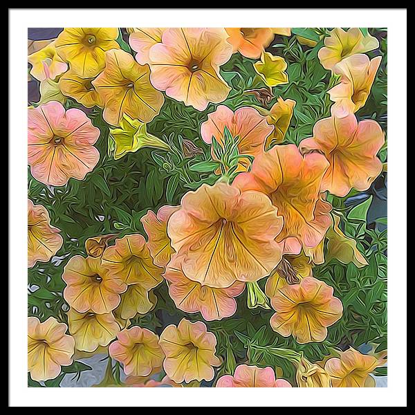 Peach Petunias - Framed Print