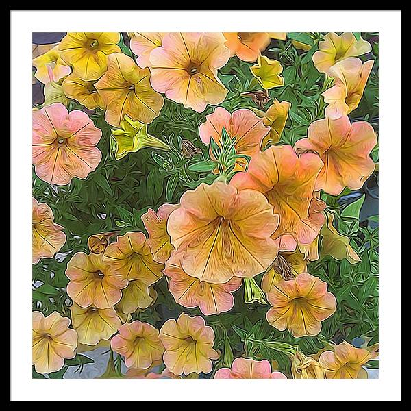 Peach Petunias - Framed Print