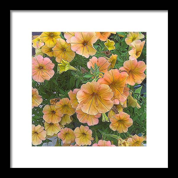 Peach Petunias - Framed Print