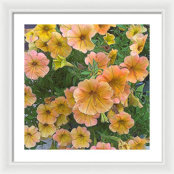 Peach Petunias - Framed Print