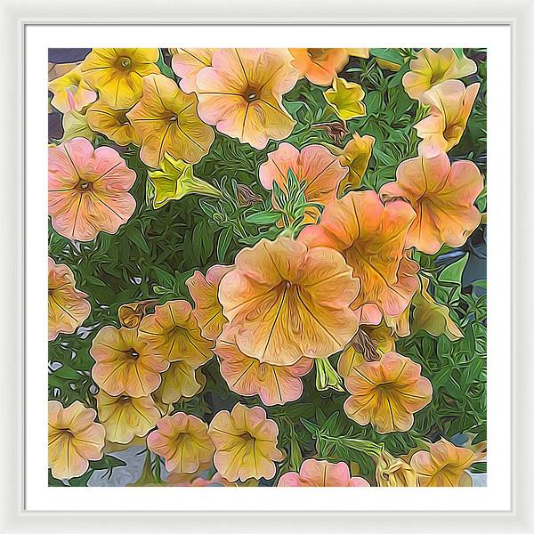 Peach Petunias - Framed Print