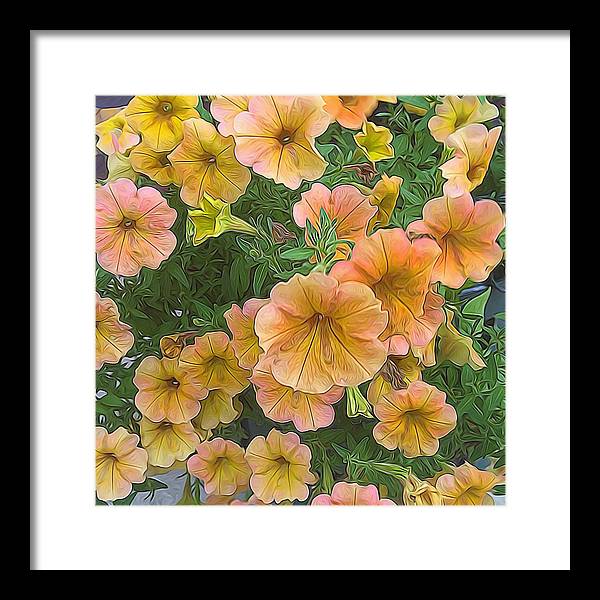 Peach Petunias - Framed Print