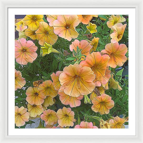 Peach Petunias - Framed Print