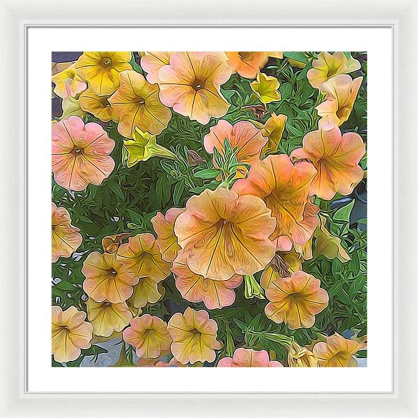 Peach Petunias - Framed Print