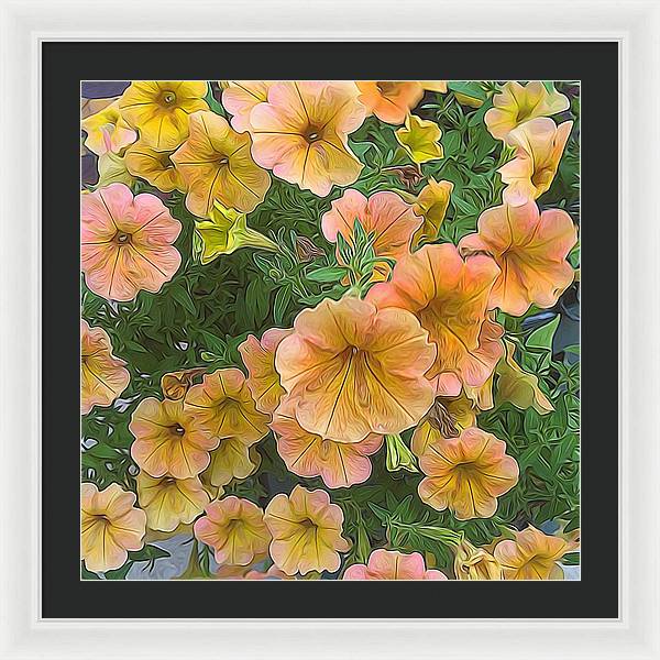 Peach Petunias - Framed Print