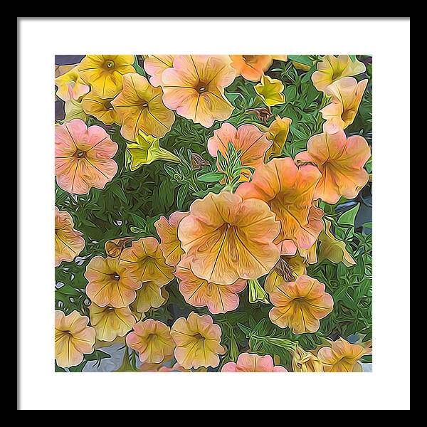 Peach Petunias - Framed Print