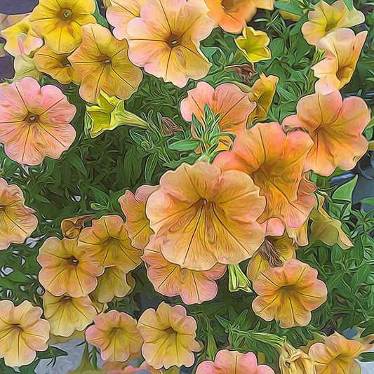 Peach Petunias - Art Print