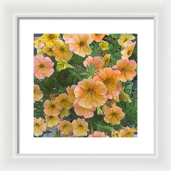 Peach Petunias - Framed Print