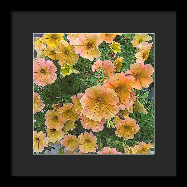Peach Petunias - Framed Print
