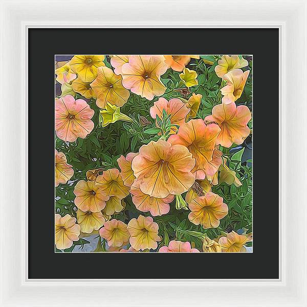 Peach Petunias - Framed Print