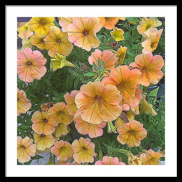 Peach Petunias - Framed Print