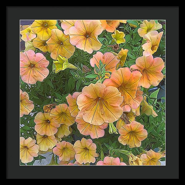 Peach Petunias - Framed Print