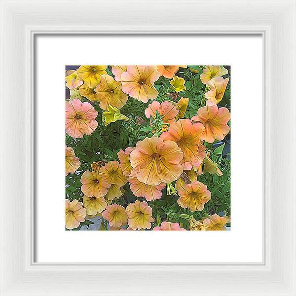 Peach Petunias - Framed Print