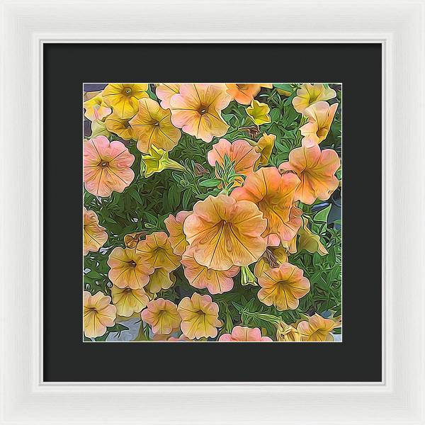 Peach Petunias - Framed Print