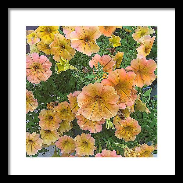 Peach Petunias - Framed Print