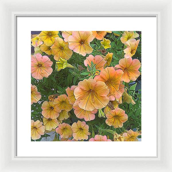 Peach Petunias - Framed Print