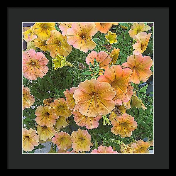 Peach Petunias - Framed Print