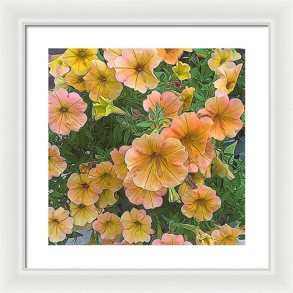 Peach Petunias - Framed Print