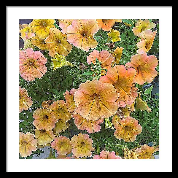 Peach Petunias - Framed Print