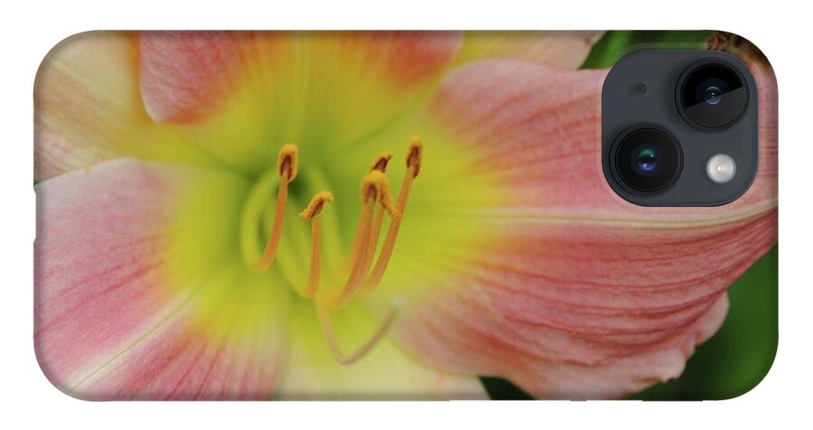 Peaches and Cream Lily - Phone Case