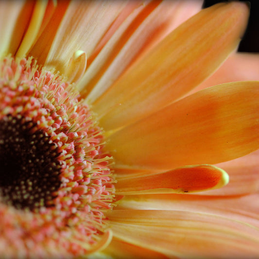 Peach Gerbera Daisy Sideview Digital Image Download