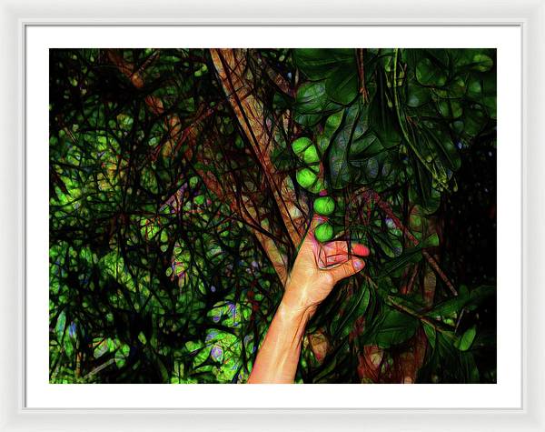 Pick The Limes - Framed Print