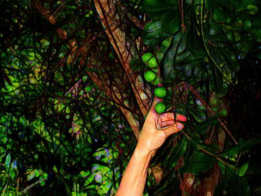 Pick The Limes Digital Image Download