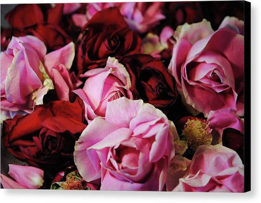 Pink and Red Roseheads - Canvas Print